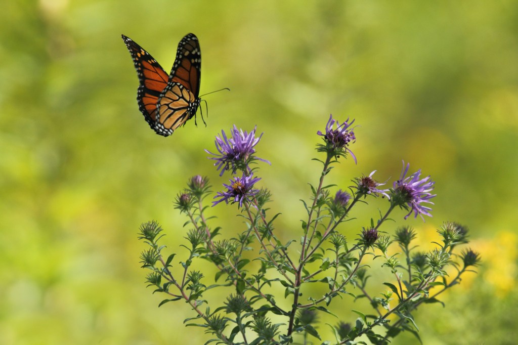 A PORTRAIT OF&nbsp;BUTTERFLIES