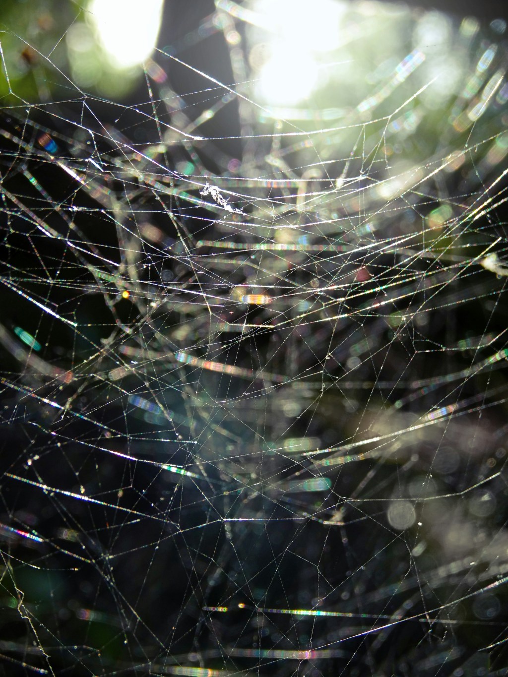SILKY THREADS, A COMPLEX&nbsp;WEB